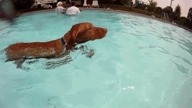 safe pool fence saves dog